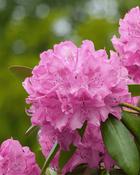 Rhododendron Germania (30-35 cm) image