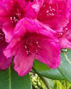 Rhododendron Hybrid Maxi Rose (35-40 cm) image