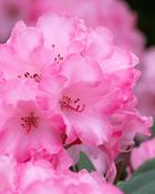 Rhododendron Hydon Hunter (35-40 cm) image
