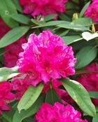 Rhododendron John Walter (30-35 cm) image