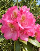 Rhododendron Kate Waterer (35-40 cm) image