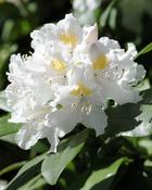 Rhododendron Luno White (30-35 cm) image