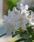 Rhododendron Madame Masson (40-45 cm) image