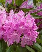 Rhododendron Marie Fortie (40-45 cm) image
