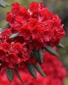 Rhododendron Negrito (35-40 cm) image