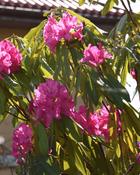 Rhododendron Pelopidas (40-45 cm) image