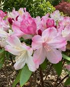 Rhododendron Percy Wiseman (30-35 cm) image