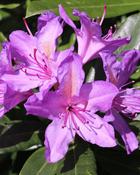 Rhododendron Ponticum Variegatum (40-45 cm) image