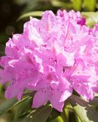 Rhododendron Roseum Elegans (40-45 cm) image