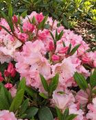 Rhododendron Virginia Richards (35-40 cm) image