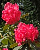 Rhododendron Vulcans Flame (35-40 cm) image
