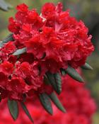 Rhododendron Wilgens Ruby (35-40 cm) image