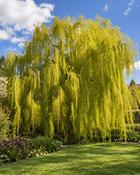Salix Sepulcralis Chrysocoma (170-180 cm)