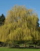 Salix Sepulcralis Chrysocoma (170-180 cm)