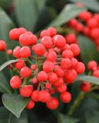 Skimmia Japonica Pabella (35-40 cm) image