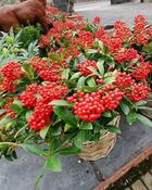 Skimmia Japonica Pabella in Basket (40-45 cm) image