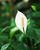 Spathiphyllum Alana (25-30 cm)