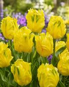 Tulipa Texas Gold (5 Bulbs)
