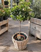 Viburnum In Wicker Basket (55-60 cm)