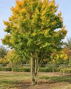 Acer Campestre B/R (150–160 cm)