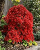 Acer Palmatum Orangeola (25-30 cm)