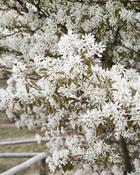 Amelanchier Lamarckii (Juneberry) - B/R (100-120 cm)