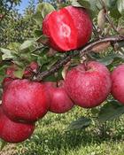 Apple Tree Red Love B/R (150–160 cm)