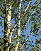 Betula Pendula (Silver Birch) - B/R (60-90 cm) image