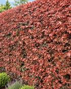 Fagus Sylvatica Atropunicea - B/R (40-60 cm)