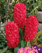 Hyacinth Blooming Trio (3 Bulbs)