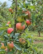 Malus Domestica Charles Ross 2 Year Bush - B/R (150-160 cm) image