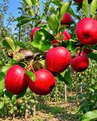 Malus Domestica Katy (Katja) 2 Year Bush - B/R (150-160 cm) image