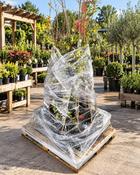 Mixed Trees – Full Pallet of 15 Trees image