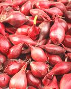Onion Sets Electric (75 Bulbs) image