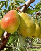 Pyrus Communis Doyenné du Comice 2 Year Bush - B/R (150-160 cm) image