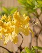 Rhododendron Anneke (55-60 cm) image