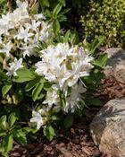Rhododendron Viscosa (55-60 cm) image