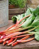 Rhubarb Timperley Early B/R