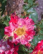 Rose - Fourth of July - B/R (Standard)