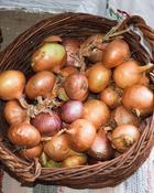Shallot Golden Gourmet (50 Bulbs) image
