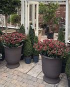 Skimmia in Pot