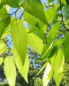 Zelkova Serrata B/R (150–160 cm)