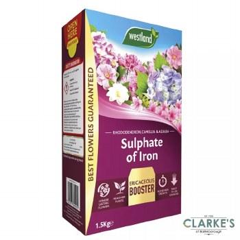 Westland Sulphate of Iron Plant Food 1.5kg for Ericaceous Plants - Granules for Stronger Roots, Greener Foliage & Healthier Flowers