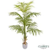 Lady Palm Tree 110cm