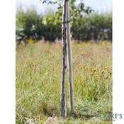 Round Tree Stake 1.2m x 3.5cm