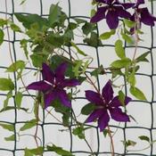 Climbing Plant &amp; Fencing Mesh 50mm, 0.5 x 5m Brown
