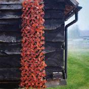 Artificial Red Acer Leaf Trellis 180 x 90 cm