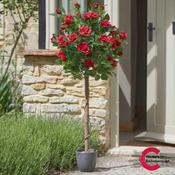 Regents Roses Tree Ruby Red 120cm