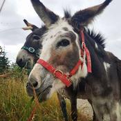 Donkey Walking Gift Voucher