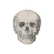 Skull Paper Napkins - Pack of 16 image